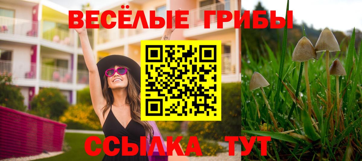 Галлюциногенные грибы Psilocybine cubensis Химки